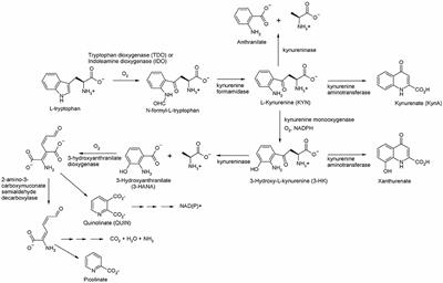 Modulation of Enzyme Activity in the Kynurenine Pathway by Kynurenine Monooxygenase Inhibition